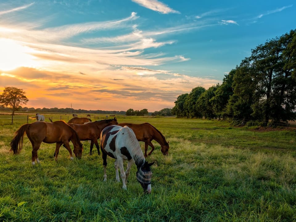 Horses grazing in a green pasture at sunset in the horse country around Aubrey, Texas.